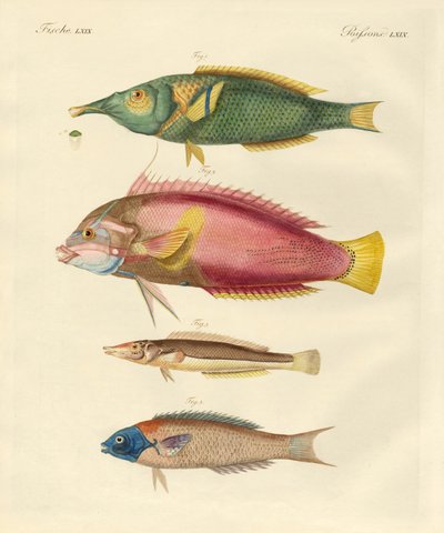 新発見の魚（彩色済み彫刻 作： German School