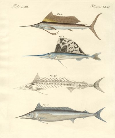 新しい鯖のような魚（彩色された彫刻 作： German School