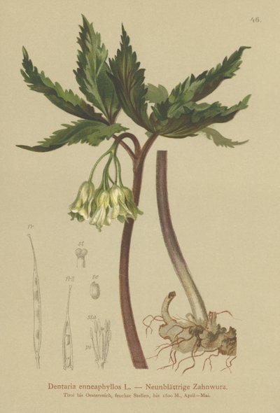 九葉サンゴ麦汁（Dentaria enneaphyllos） 作： German School