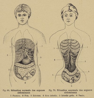 男性と女性の腹部の内臓の正常な状態 作： German School