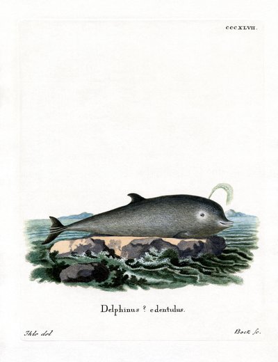 アカボウクジラ（彩色済み彫刻 作： German School