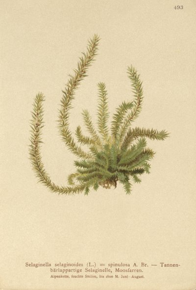 ノーザンスパイケモス（Selaginella selaginoides、Selaginella spinulosa、Lycopodium selaginoides、Bernhardia spinosa） 作： German School