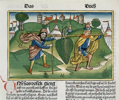 数字13 23ニュルンベルクの聖書にあるエスコルのブドウ（Biblia Sacra Germanaica）（色の木版画） 作： German School