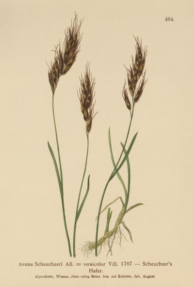 オートグラス（Avena Scheuchzeri、Avena versicolor、Avena alpina） 作： German School