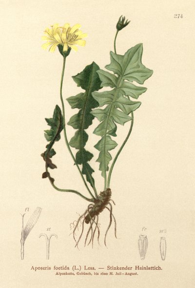 臭い豚サラダ（Aposeris foetida） 作： German School