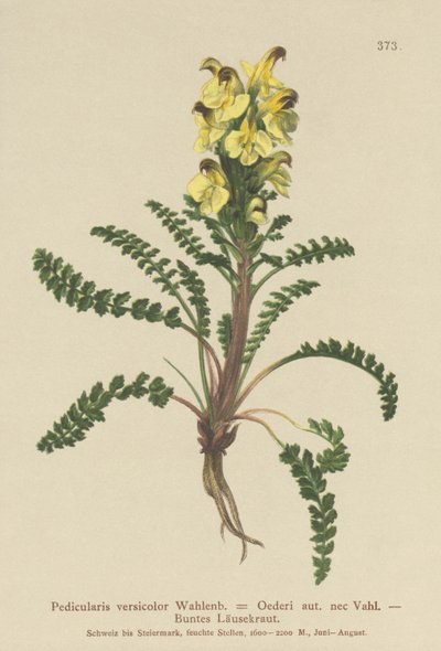 オイダーシラミ（Pedicularis versicolor、Pedicularis Oederi） 作： German School