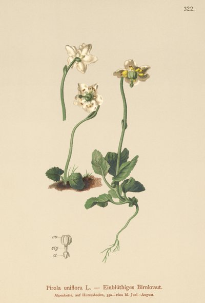 ワンフラワーウィンターグリーン（Pirola uniflora、Pyrola uniflora、Moneses uniflora、Monesis uniflora） 作： German School