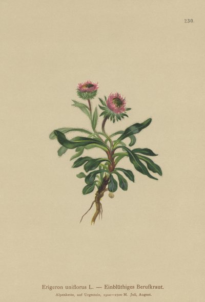 Oneflowerノミ（Erigeron uniflorus） 作： German School
