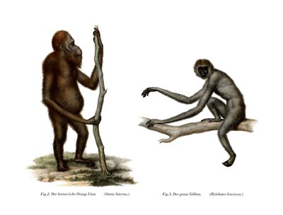 オランウータン、1860 作： German School
