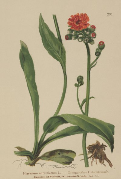 オレンジホークウィード（Hieracium aurantiacum、Hieracium brunneocroceum、Pilosella aurantiaca） 作： German School