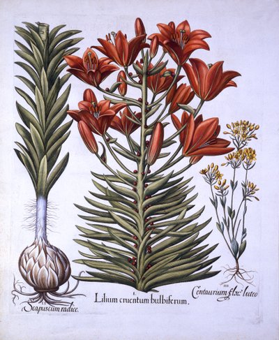 オレンジ色のユリ、バルビルスと球根、後期開花のブラックストリア、ホルトゥスEystettensis、Basil Besler（1561-1629）、パブ。 1613（手描きの彫刻） 作： German School
