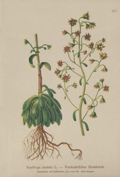 オレンジSaxifrage（Saxifraga mutata） 作： German School