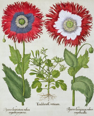 装飾用のポピー、バジルベスラー（1561-1629）によるHortus Eystettensisのパブ。 1613 作： German School