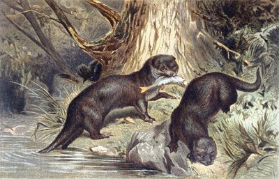 Brehms Tierleben "のプレート、Otter。Allgemeine Kunde des Tierreichs", vol.1, p.670 (Bibliographis Institut発行) 作： German School