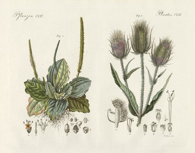傑出した植物（彩色された彫刻 作： German School