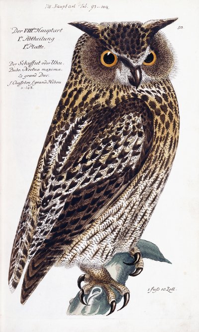 フクロウ、1733-1763 作： German School