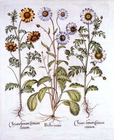 オックスアイデイジーとクラウンデイジー、Hortus Eystettensis、Basil Besler（1561-1629）、パブ。 1613（手描きの彫刻） 作： German School