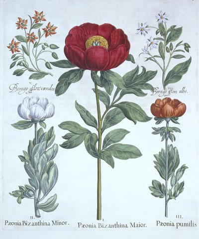 Hortus EystettensisのPaeonies and Borage、Basil Besler（1561-1629）、パブ。 1613（手塗りの彫刻） 作： German School