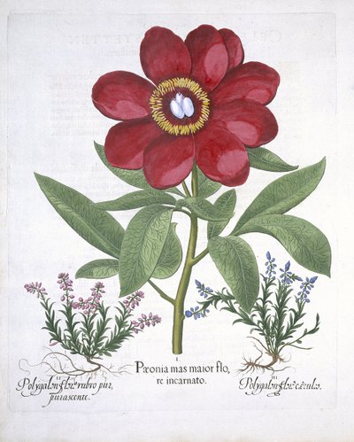 バジルベスラー（1561-1629）pubによるHortus Eystettensisからの牡丹と2つのポリガロン。 1613（手描きの彫刻） 作： German School