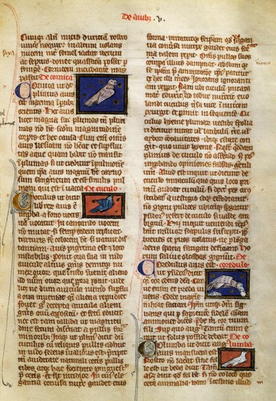アルベルトゥス・マグヌス（1200-1280年頃）の『De Natura Rerum』の鳥に関するページ。 作： German School