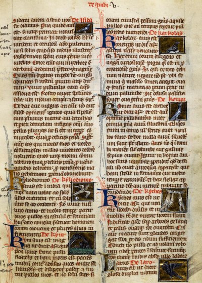 アルベルトゥス・マグヌス（1200-1280年頃）の『De Natura Rerum』の鳥に関するページ。 作： German School