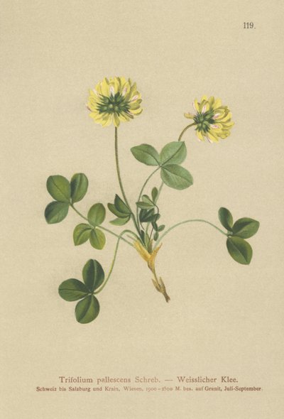 ペールクローバー（Trifolium pallescens） 作： German School