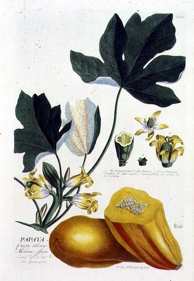 パパイヤ、Johann Jakob Haid (1704-67)による、Augustus Vindが出版した植物図鑑の第7版（彩色済み彫刻）。 作： German School
