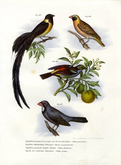 パラダイスホワイダー、1864年 作： German School
