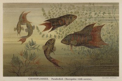 楽園の魚 作： German School