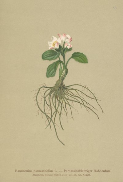 パルナシア葉クロウフット（Ranunculus parnassifolius） 作： German School