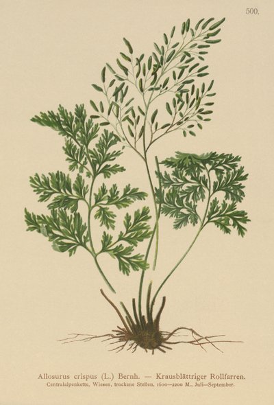 パセリシダ（Allosurus crispus、Cryptogramma crispa、Osmunda crispa、Allosorus crispus） 作： German School