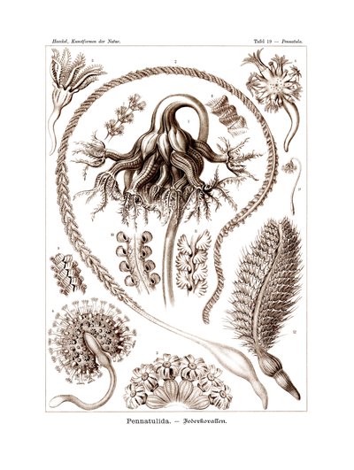 Pennatulida、1899-1904 作： German School