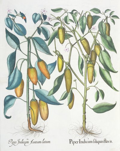 コショウ：1.Piper Indian filiquis yellow; 2.バジルベスラー（1561-1629）によってEystettensisから運ばれたパイパーインディアンゴールデン、パブ。 1613 作： German School