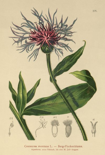 多年生ヤグルマギク（Centaurea montana） 作： German School
