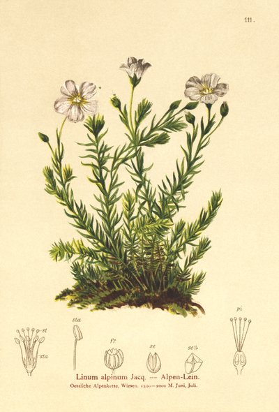 多年生亜麻（Linum Alpena、Linum perenne） 作： German School