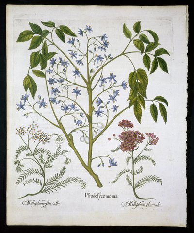 ペルシャのライラックまたはインドの誇り、およびバジルベスラー（1561-1629）によるHortus EystettensisのAchillea Millefolium（兵士のウンドワート）プレート136 1613（手描きの彫刻） 作： German School