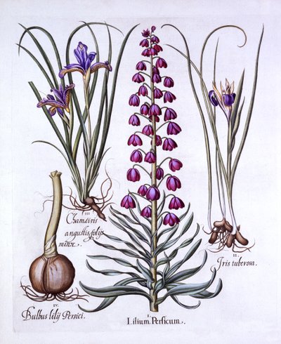 ペルシャのユリとアイリス、Hortus Eystettensis作、Basil Besler（1561-1629）、パブ。 1613（手描きの彫刻） 作： German School