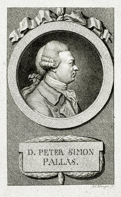 ピーター・シモン・パラス（1741～1811）（線刻画 作： German School