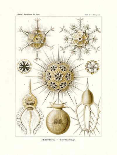 フェオダリア、1899-1904 作： German School