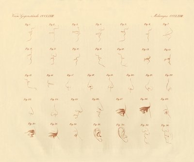 感覚器官とその連結部のフィシオノミクス表現（彩色彫刻 作： German School