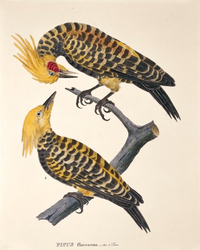 Picus Flavescens（Johann Baptist Von SpixとCarl Friedrich Von Martiusによる「Avium Species Novae Per Brasiliam」より 作： German School