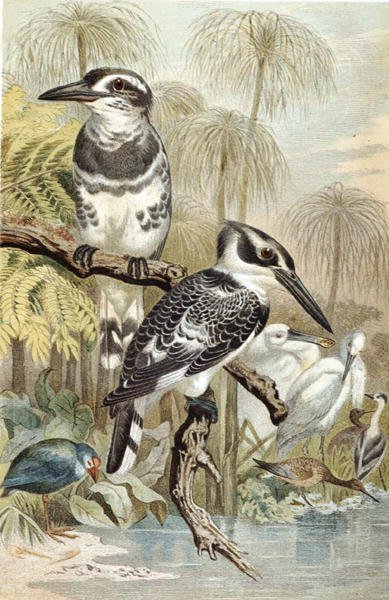 Brehms Tierleben」のプレート「Pied Kingfisher」。Allgemeine Kunde des Tierreichs", vol.5, p.60 (Bibliographis Institut発行) 作： German School