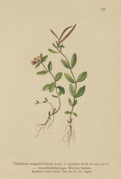 Pimpernel Willowherb（Epilobium anagallidifolium、Epilobium alpinum） 作： German School