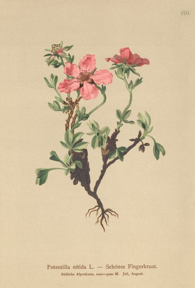 ピンクのチンクエホイル（Potentilla nitida） 作： German School