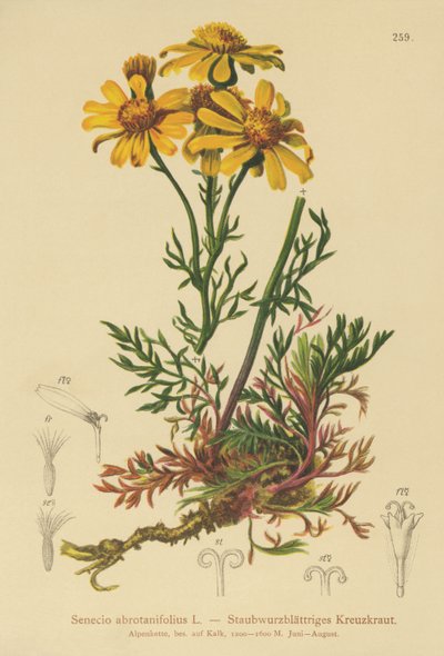 羽状ラグワート（Senecio abrotanifolius、Jacobaea abrotanifolia） 作： German School