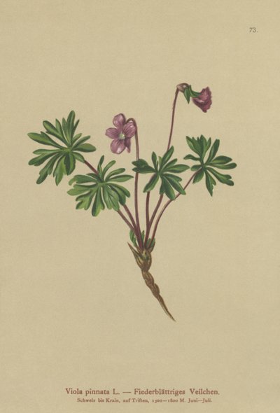 Pinnate Violet（Viola pinnata） 作： German School