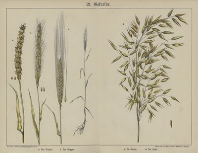 植物（カラーリトグラフ 作： German School