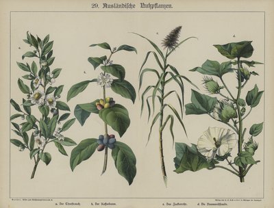 植物（カラーリトグラフ 作： German School