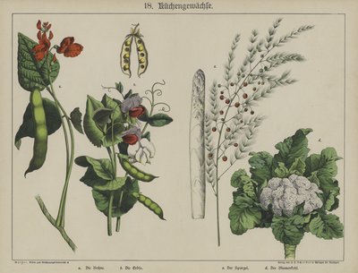 植物（カラーリトグラフ 作： German School