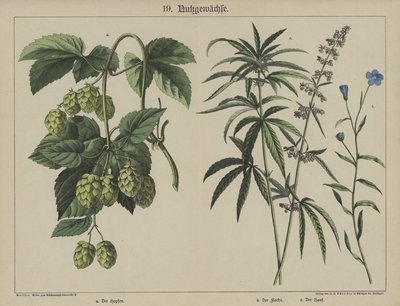 植物（カラーリトグラフ 作： German School